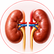 Kidney illustration