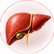 Liver illustration